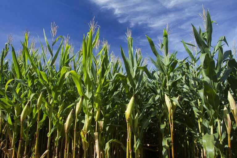 Produção nacional de grãos é estimada em 312,2 milhões de toneladas na safra 2022/23