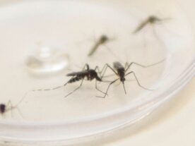 Paraná tem mais de 400 novos casos de dengue em uma semana