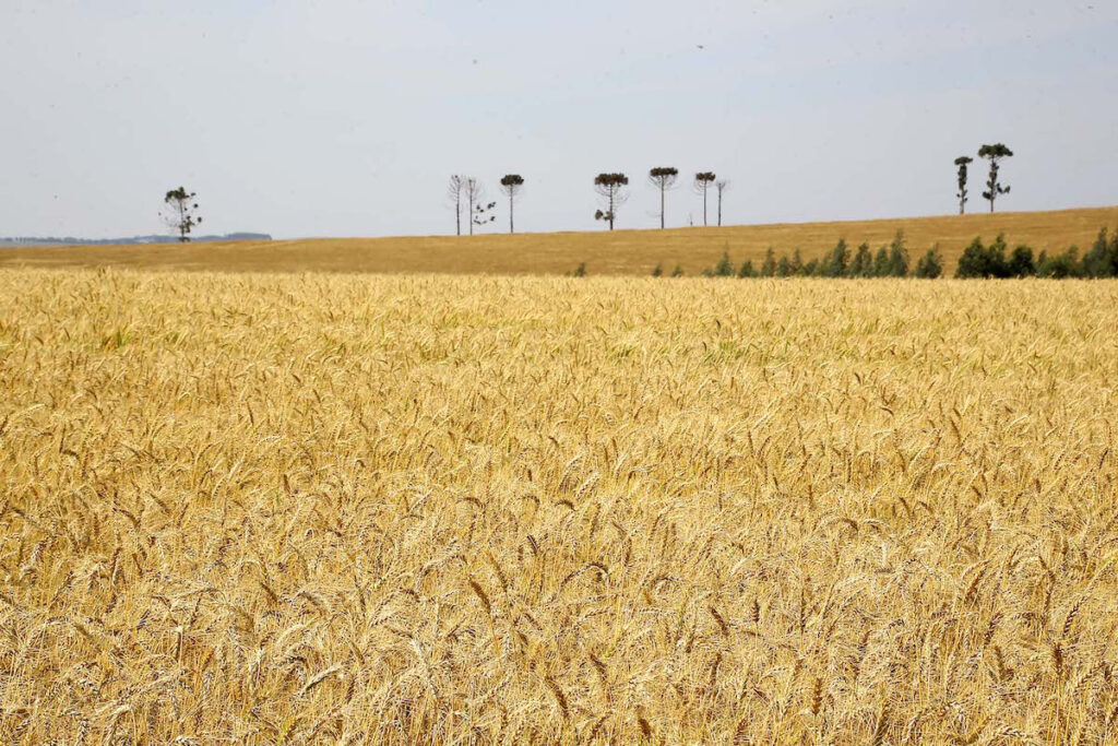Produção recorde de trigo faz preço de farinhas especiais e pão cair