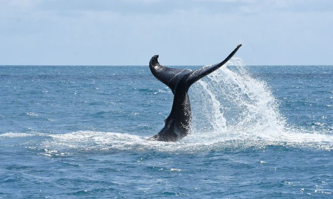 População de baleias jubarte volta a crescer no litoral do Brasil