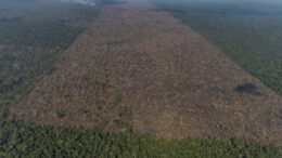 Desmatamento na Amazônia tem queda 61% em janeiro, aponta Inpe