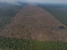 Desmatamento na Amazônia tem queda 61% em janeiro, aponta Inpe