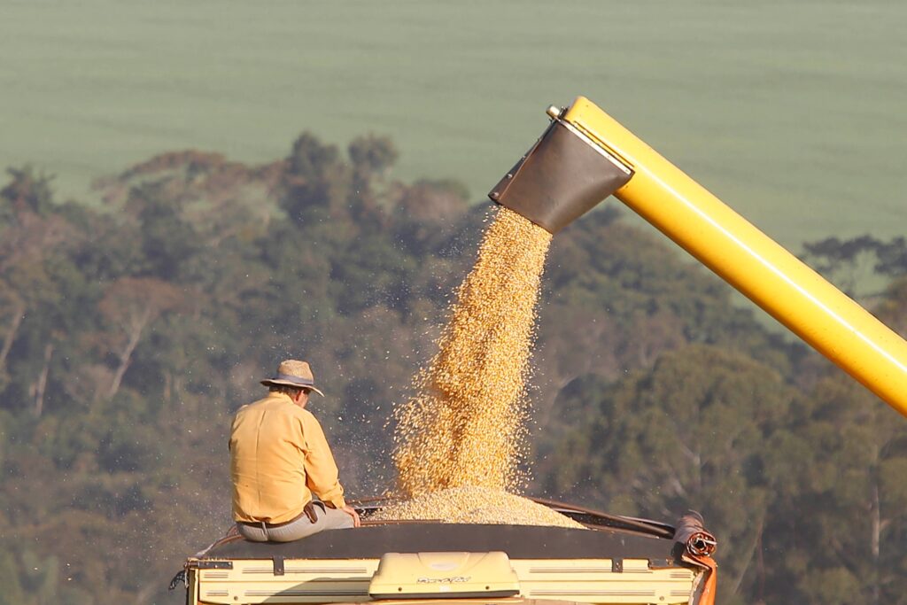 Paraná deve produzir 19 milhões de toneladas de milho