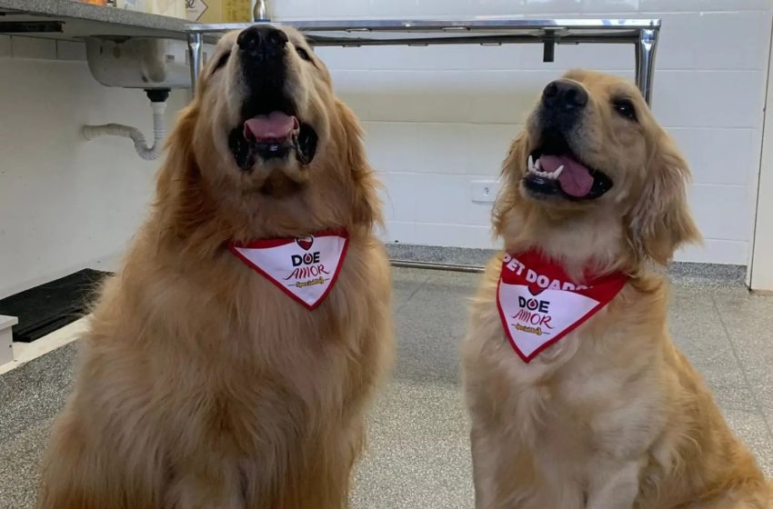 Laboratório da UEL precisa de cães para doação de sangue