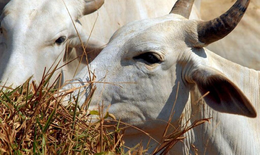 Vaca louca: caso suspeito em bovino é investigado no Pará