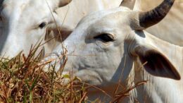 Vaca louca: caso suspeito em bovino é investigado no Pará
