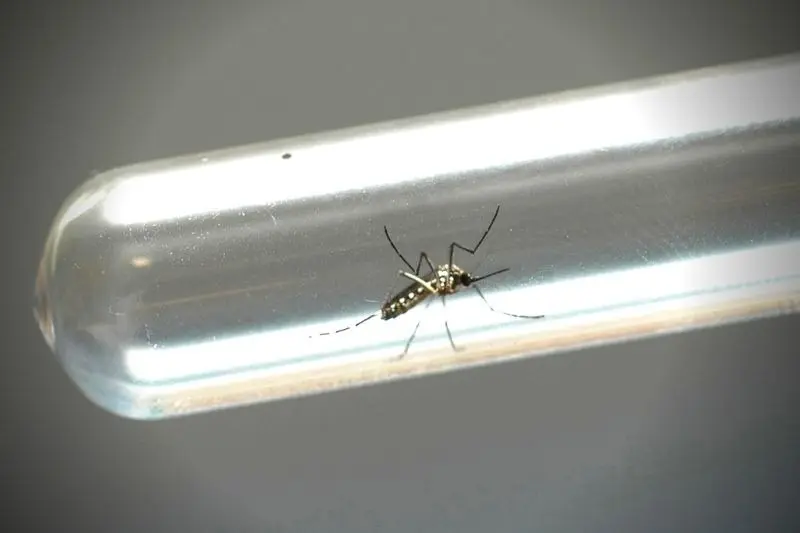 Chikungunya: casos no Paraná aumentam 92% em uma semana