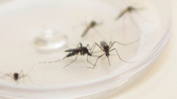 Em uma semana, Paraná tem mais 773 casos de dengue confirmados