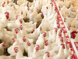 Mapa suspende feiras de aves para evitar gripe aviária no país