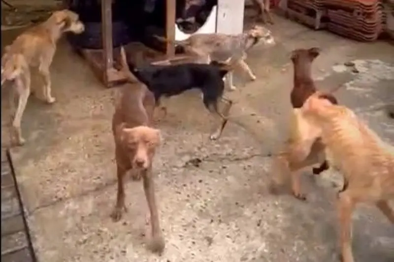 Mais de 50 cachorros em situação de maus-tratos são resgatados, em Curitiba