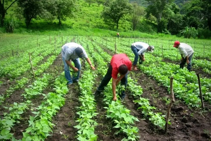 Agroecologia e agricultura orgânica são debatidas no Paraná