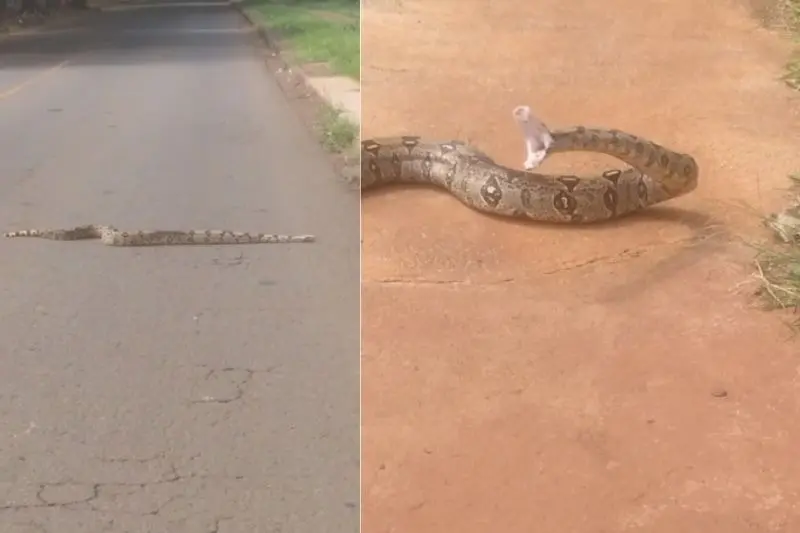 VÍDEO: Cobra é flagrada atravessando a rua em Maringá