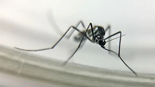Paraná registra primeiro caso de “mayaro”, vírus da família chikungunya