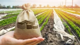 Financiamento privado aumenta participação no setor agropecuário