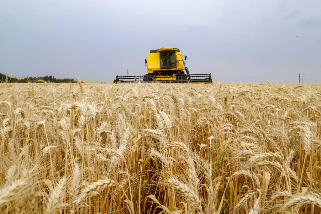 Região norte começa plantio de trigo abrindo a safra de inverno