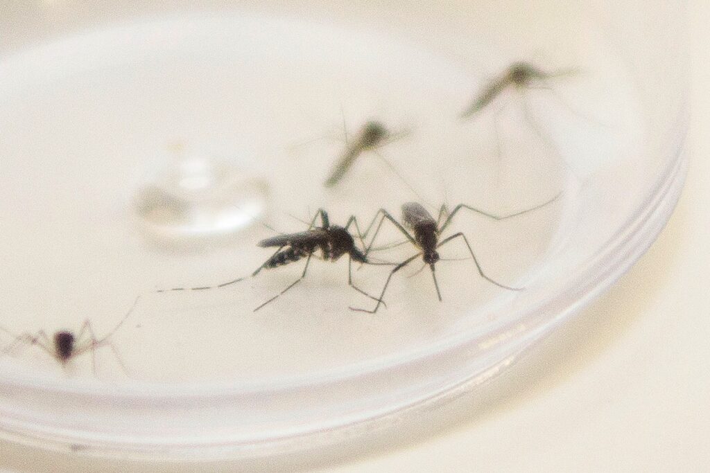 Dengue: mortes aumentam 40% em uma semana no Paraná