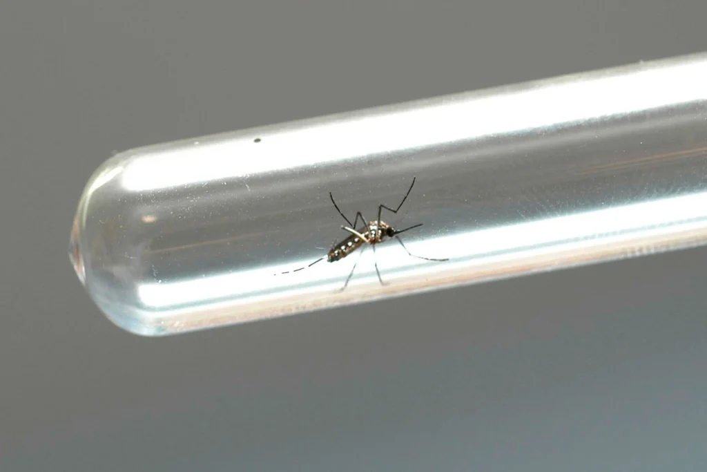Dengue: Paraná confirma oito mortes e mais 10,3 mil casos