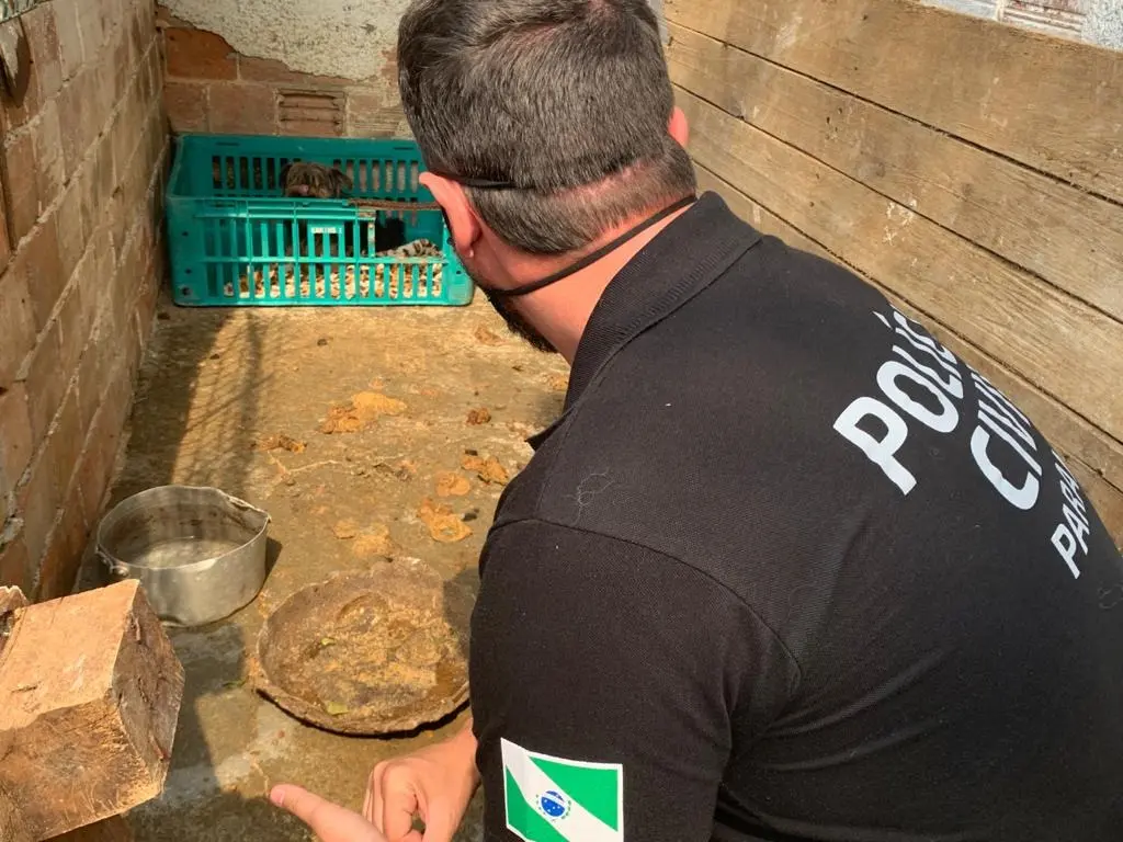 Três pessoas viram réus por maus-tratos a animais em Curitiba