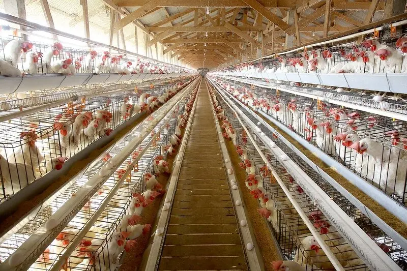 Agricultura pede rigor nas regras contra influenza aviária