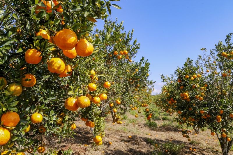 Bactéria ameaça produção de laranjas em Paranavaí