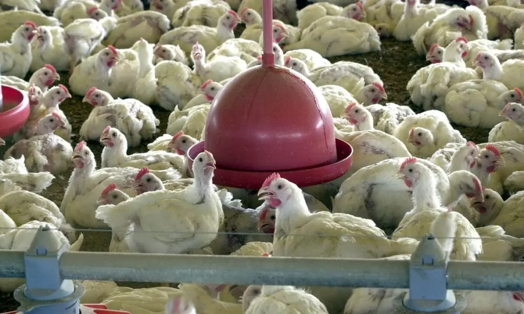 Gripe aviária: Governo abre crédito de R$ 200 milhões para combater doença