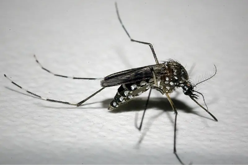 Dengue: Paraná registra 5 mortes e mais de 8 mil casos em uma semana