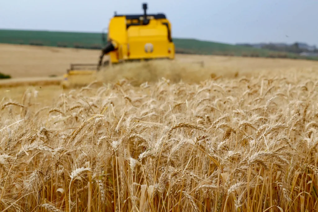 Clima no Paraná favorece plantio de trigo, mas rentabilidade preocupa produtores