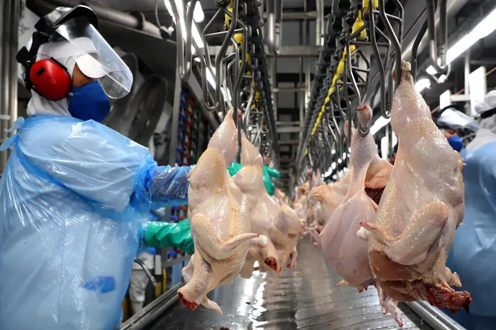 Paraná supera próprio recorde de produção de frango