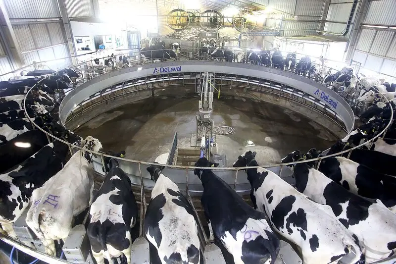 Custo de produção de proteína animal e leite têm queda no Paraná
