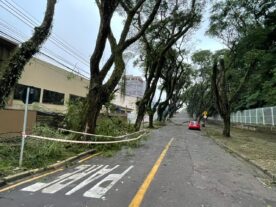 Curitiba registra 50 mm de chuva e queda de árvores