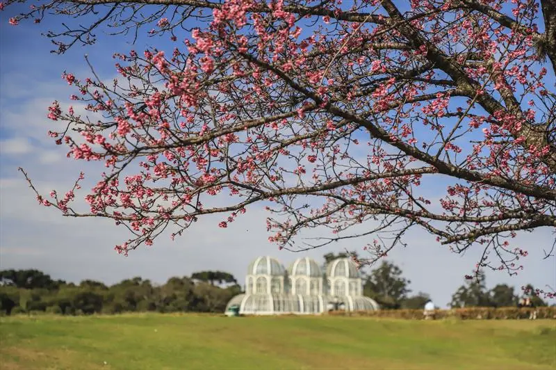 Cerejeiras vindas do Japão começam a florir no Jardim Botânico de Curitiba