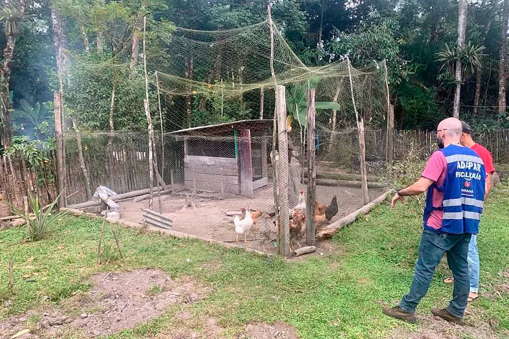 Gripe aviária: Paraná reforça fiscalização no litoral