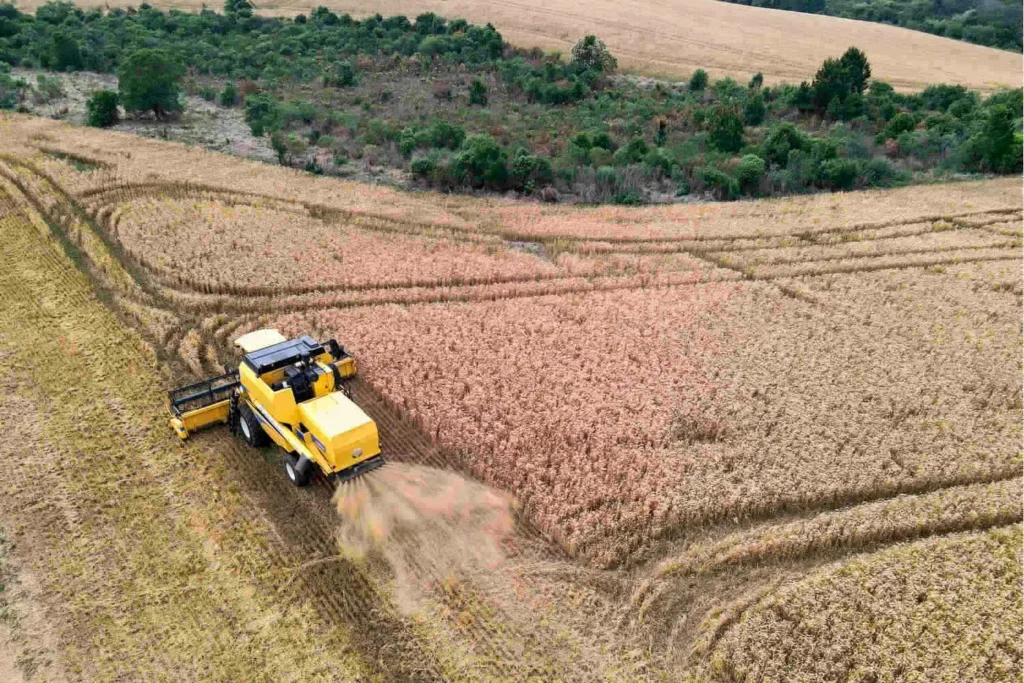 Paraná deve intensificar colheita do trigo em setembro