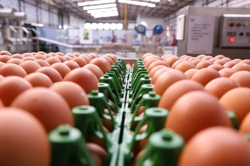 Preço do ovo sobe 36% em um ano; dúzia supera R$ 11 em Curitiba