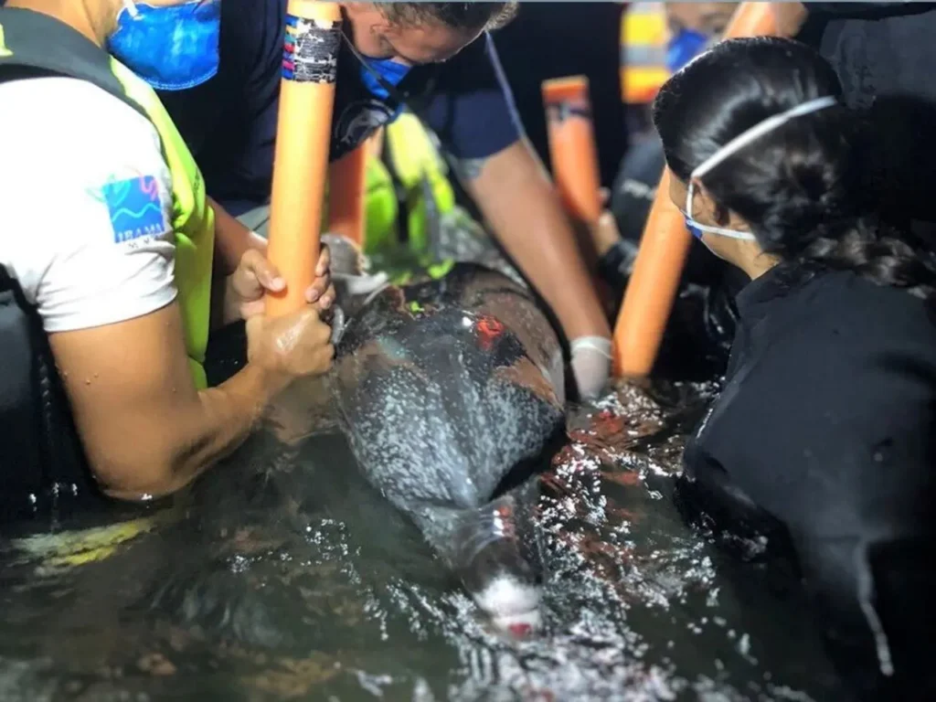 Golfinho encalhado em Pontal do Sul é resgatado, mas não resiste