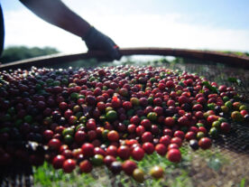 Café: safra paranaense deve render 41,4 mil toneladas