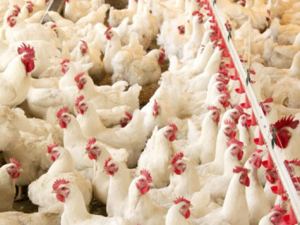 Paraná amplia produção de proteína animal, ovos e leite e assume protagonismo no agro