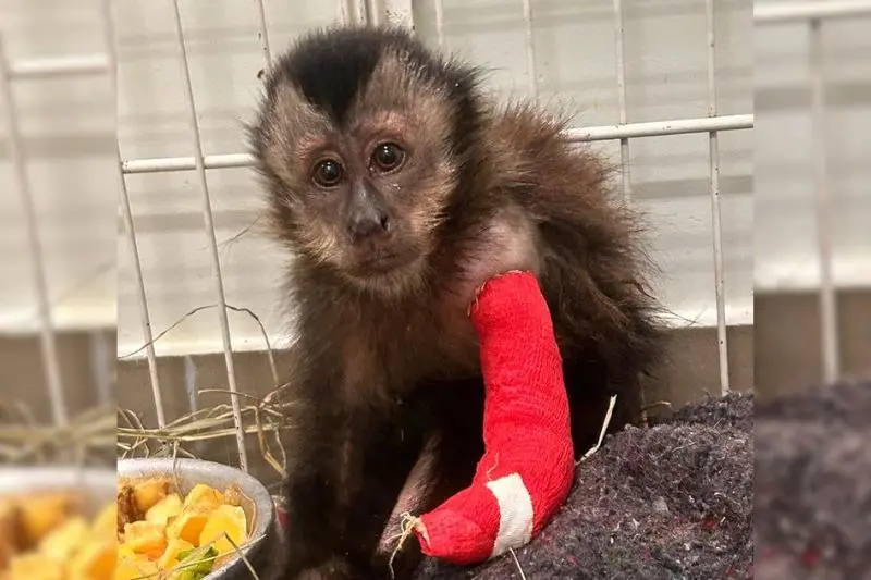 Macaco passa por reabilitação após perder pata em acidente elétrico