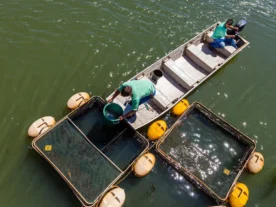 Itaipu doa 20 toneladas de peixes de tanques-redes no Paraná