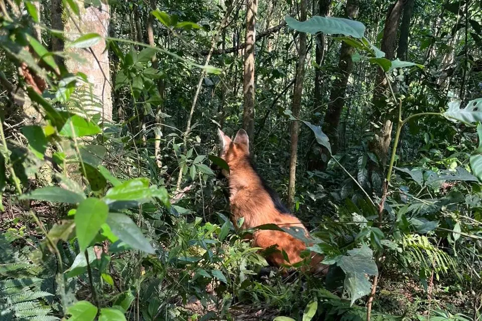 Lobo-guará é devolvido à natureza após ser encontrado em batalhão da PM no Paraná