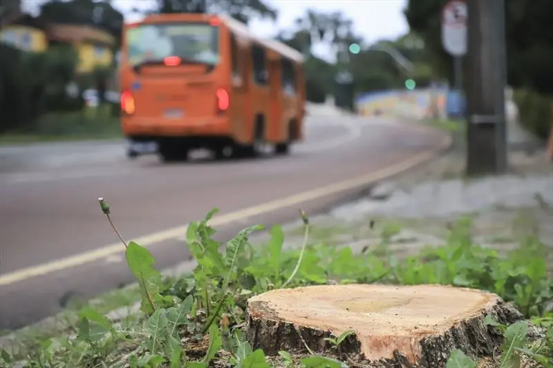 Justiça denuncia empresas por corte ilegal de árvores em Curitiba