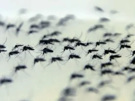 Casos de dengue no Paraná aumentam 48% em uma semana
