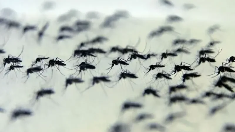 Dengue: Brasil ultrapassa quatro milhões de casos confirmados