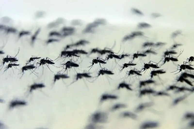 Brasil concentra quase 70% dos casos de dengue da América Latina e Caribe