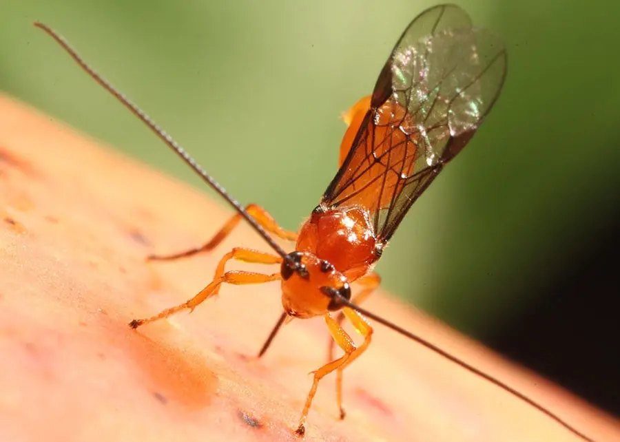 Vespa nativa é capaz de controlar moscas-das-frutas