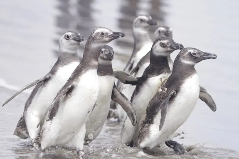 Pinguins reabilitados retornam ao mar nesta quarta (6), em Pontal do Paraná