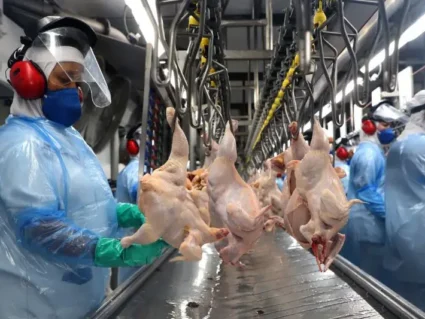 Frigorífico do Paraná é habilitado para exportar frango para a Malásia