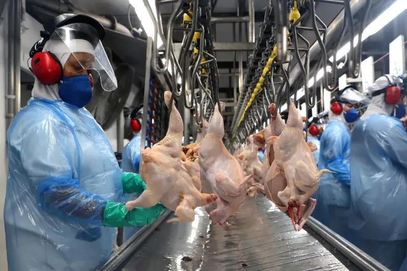 Paraná ultrapassa 1 bilhão de abates de frango no 1º semestre, diz IBGE