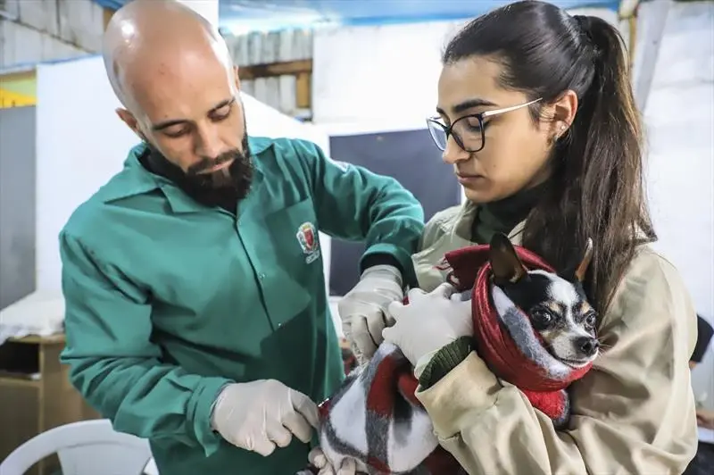 Curitiba terá ação clínica e vacinação gratuita para cães e gatos