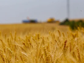 Preço da saca de trigo cai 47% no Paraná, aponta boletim